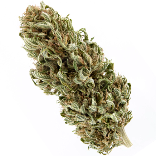 CBD Mexican Seeds for sale