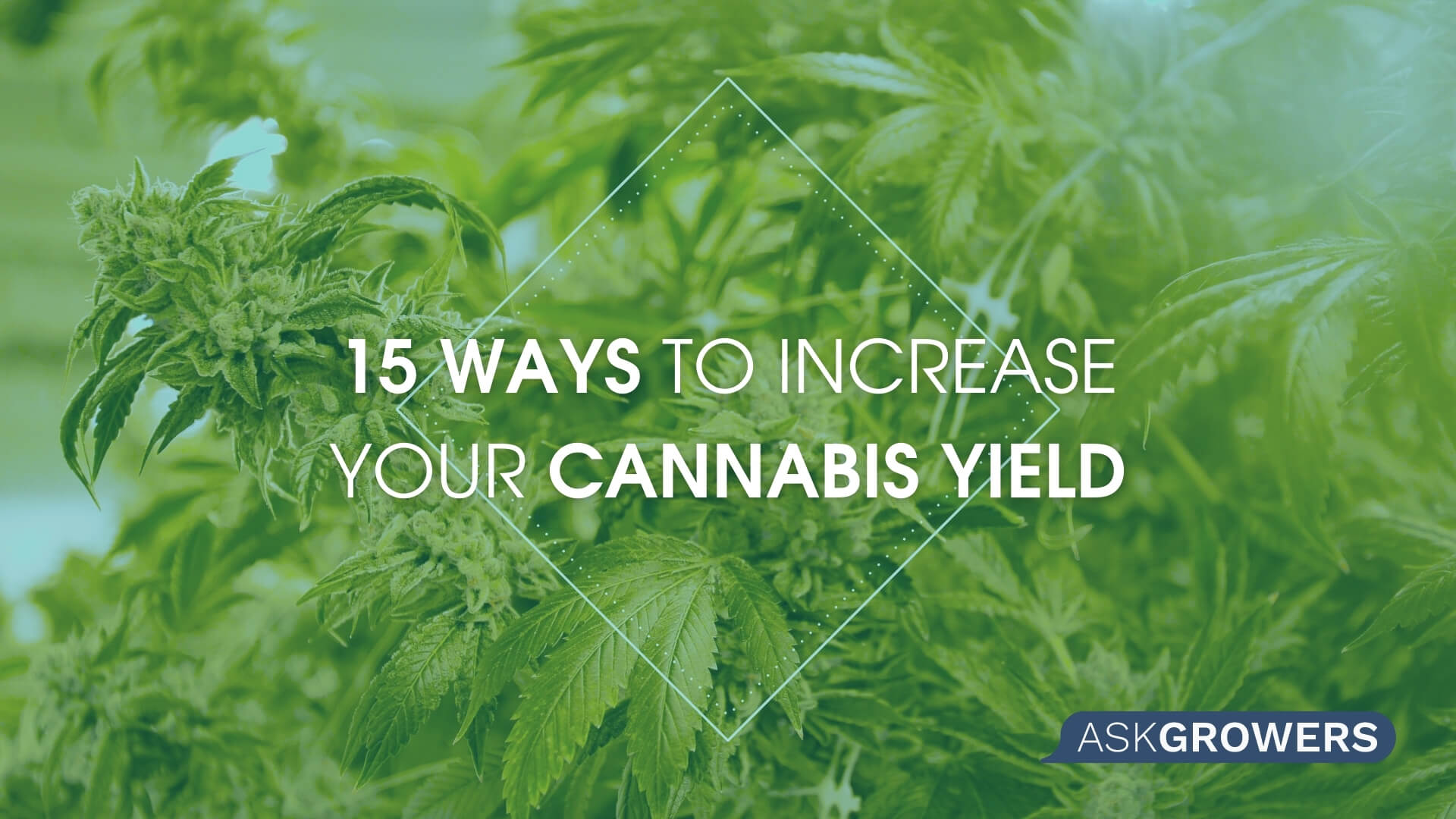 15 Ways to Increase Cannabis Yield