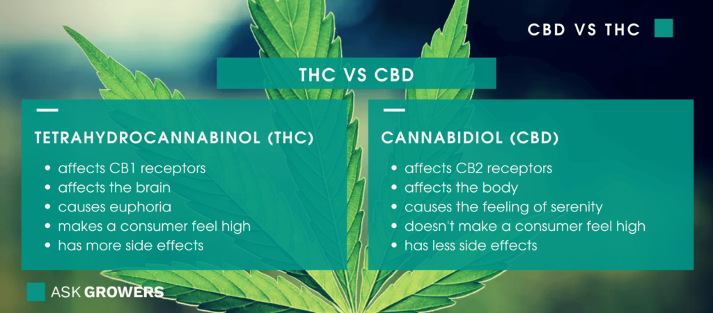 Cannabidiol And Tetrahydrocannabinol – Who Wins