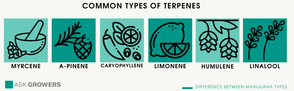 Common types of weed terpenes