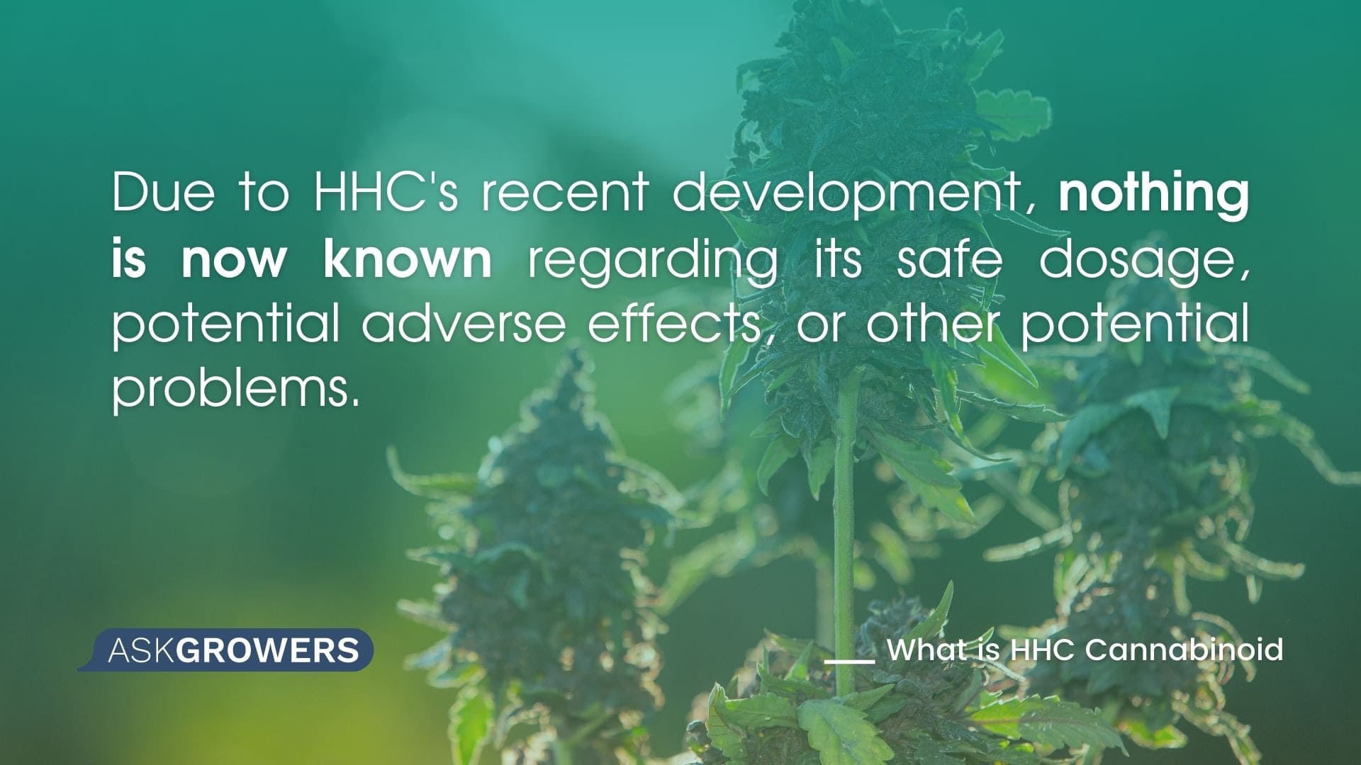 Is HHC safe? What Scientists Say