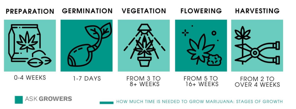 Steps of Growing Marijuana