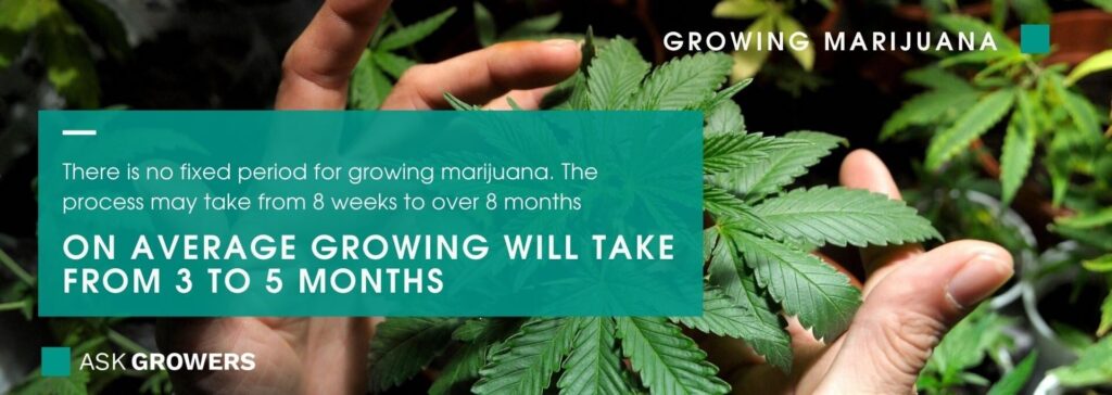 how long does it take to grow weed