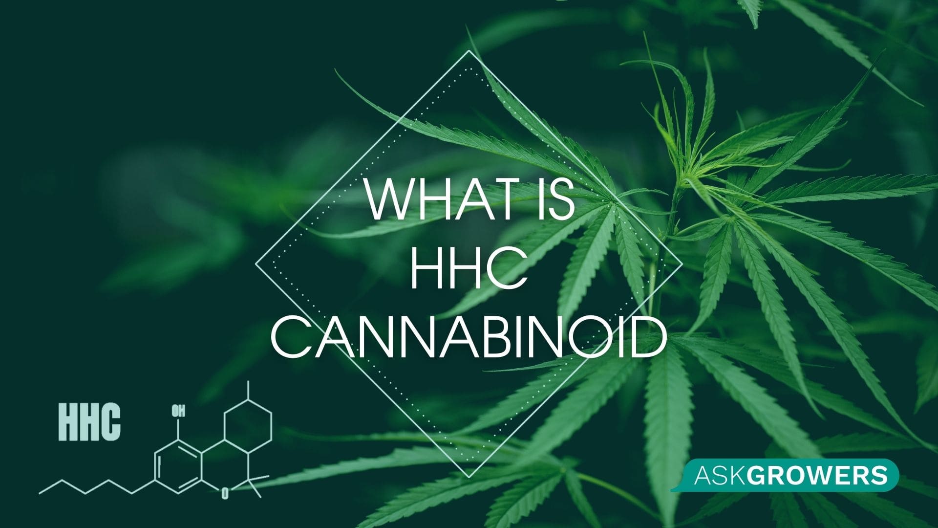 What is Hexahydrocannabinol & What Does HHC Do