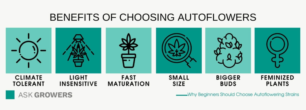 Benefits Of Choosing Autoflowers