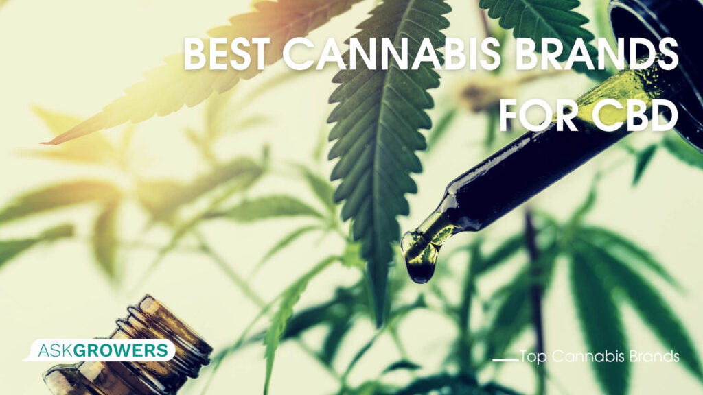 Best Cannabis Brands for CBD