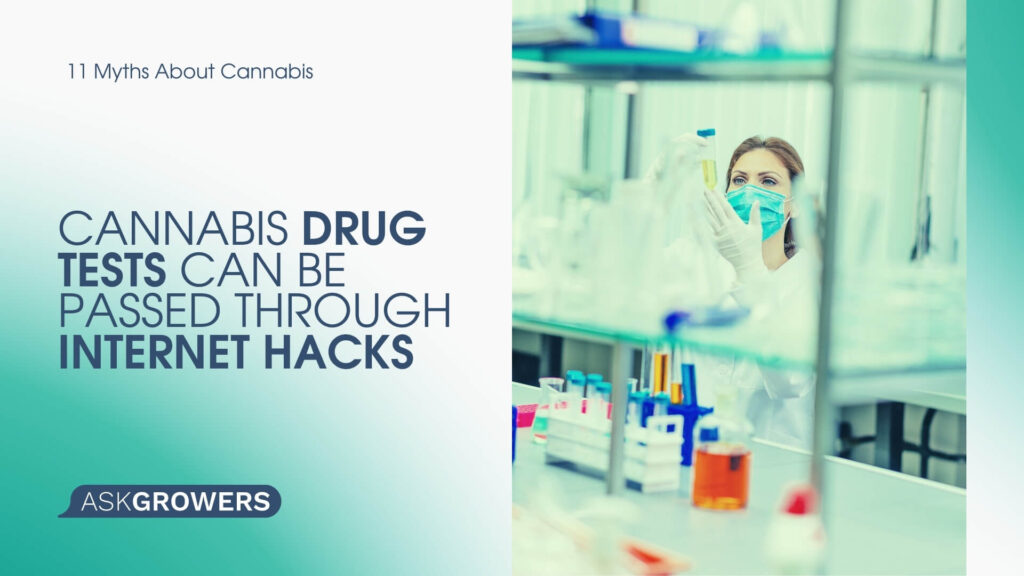 Cannabis Drug Tests Can Be Passed Through Internet Hacks