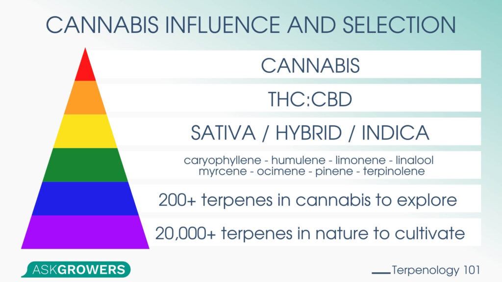 Cannabis Influence and Selection