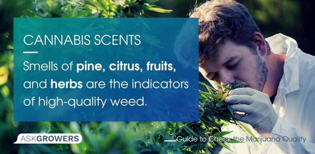 Cannabis Scents