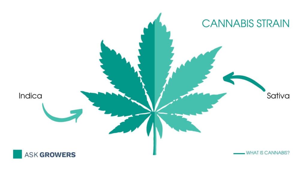 Cannabis strain