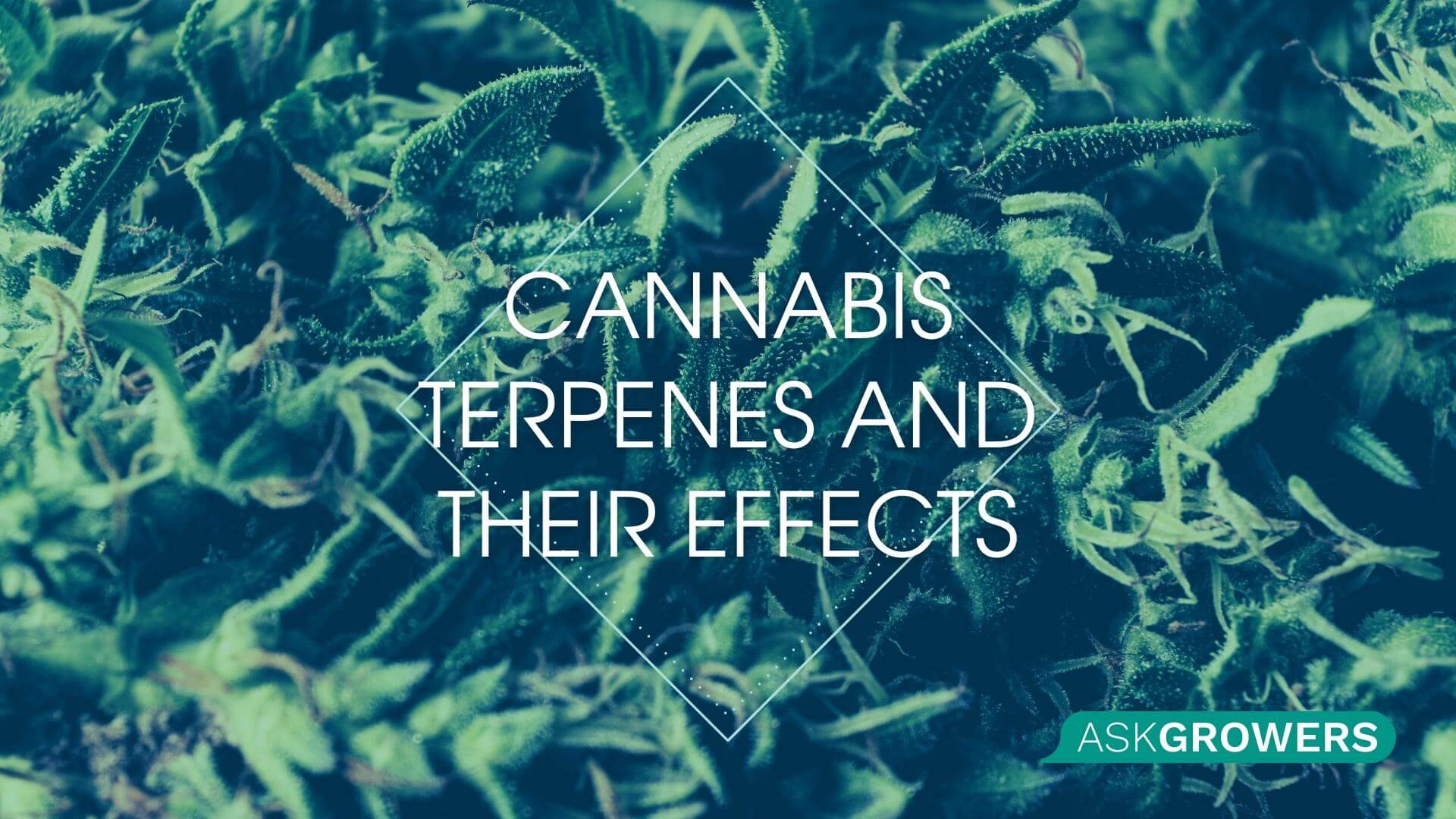 Terpenology 101, Part 2: Cannabis Terpenes and Their Effects