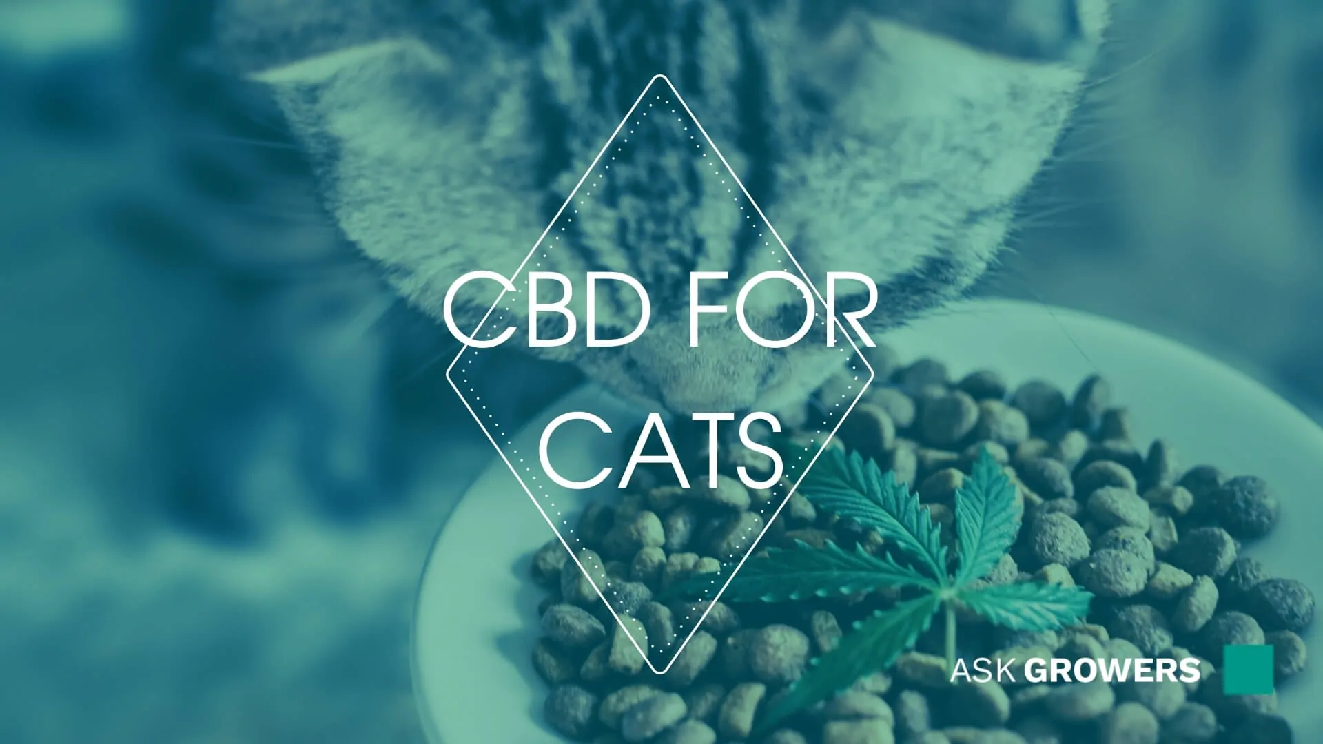CBD Oil for Cats: A Comprehensive Guide to Feline Wellness