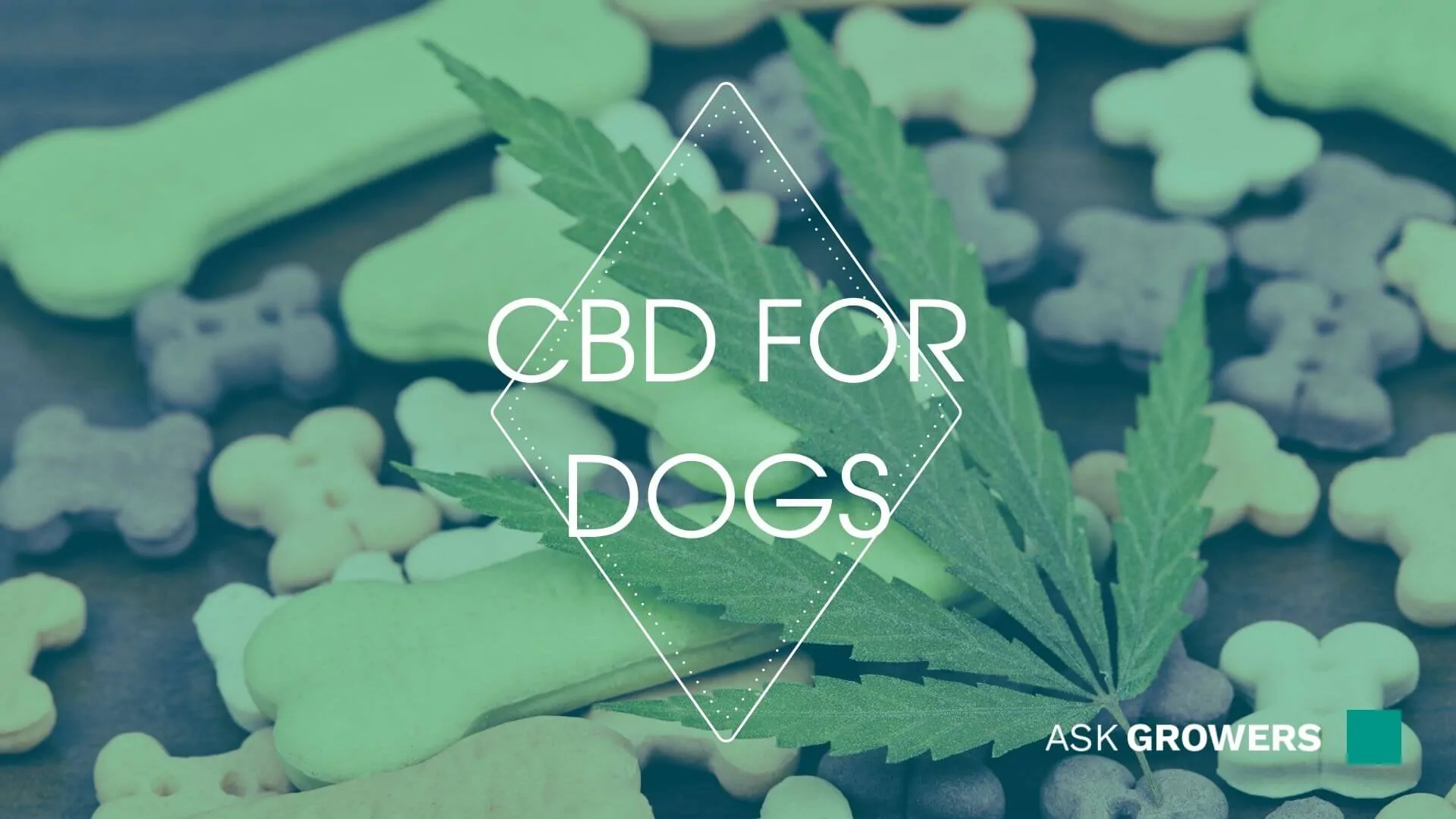 CBD Oil for Dogs: Exploring the Benefits to Canine Wellness