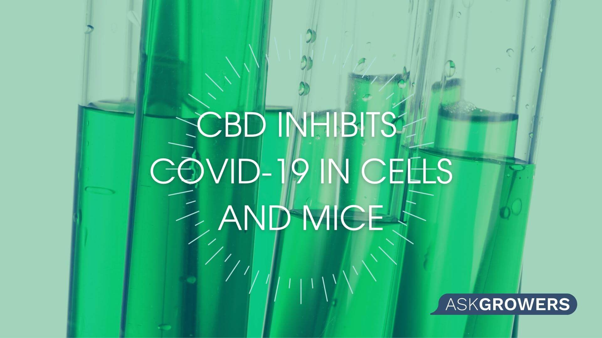 Researchers Advocate CBD Clinical Trials to Prevent COVID-19 Based on Encouraging Evidence