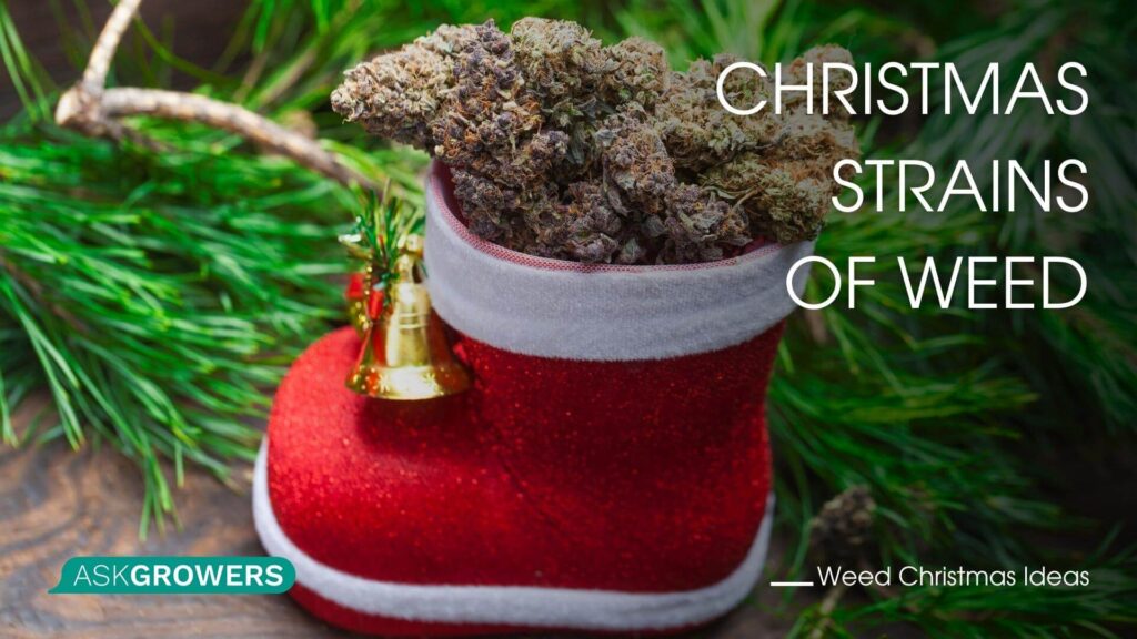 Christmas Strains of Weed