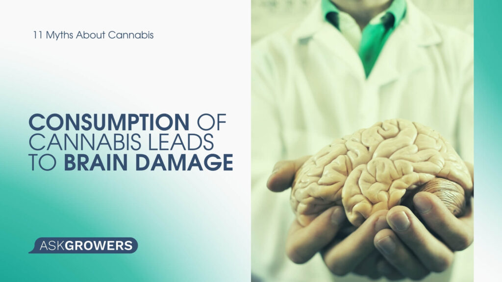 Consumption of Cannabis Leads to Brain Damage