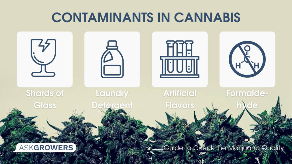 Contaminants in Cannabis