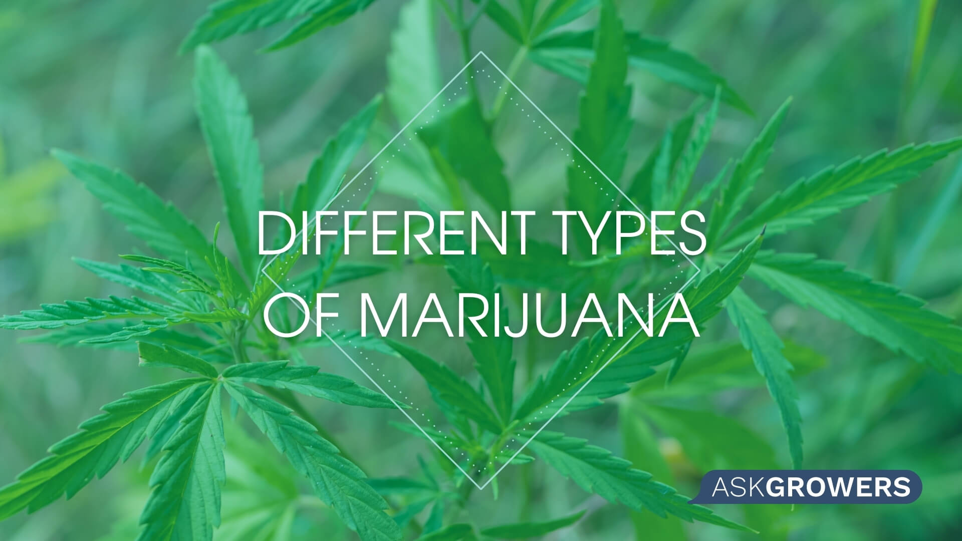 Types of Weed: Indica, Sativa, and Ruderalis – Differences Among Marijuana Types