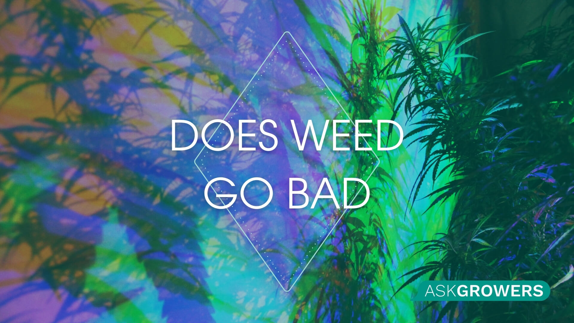 Does Weed Go Bad & How to Identify Old Marijuana? Updated by Expert Opinions