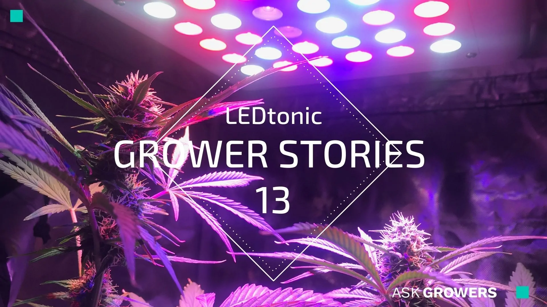 Grower Stories #13: Daniel