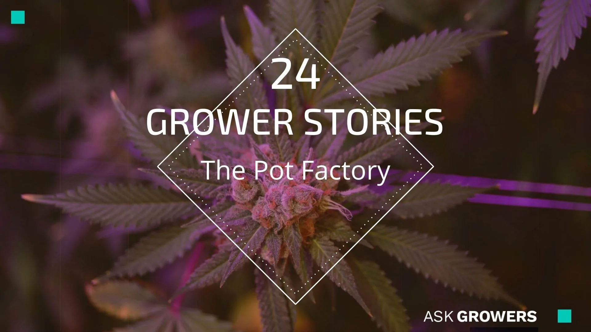 Grower Stories #24: The Pot Factory Team