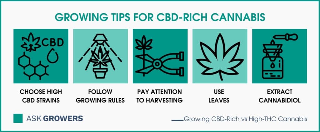 Growing Tips for CBD-Rich Cannabis