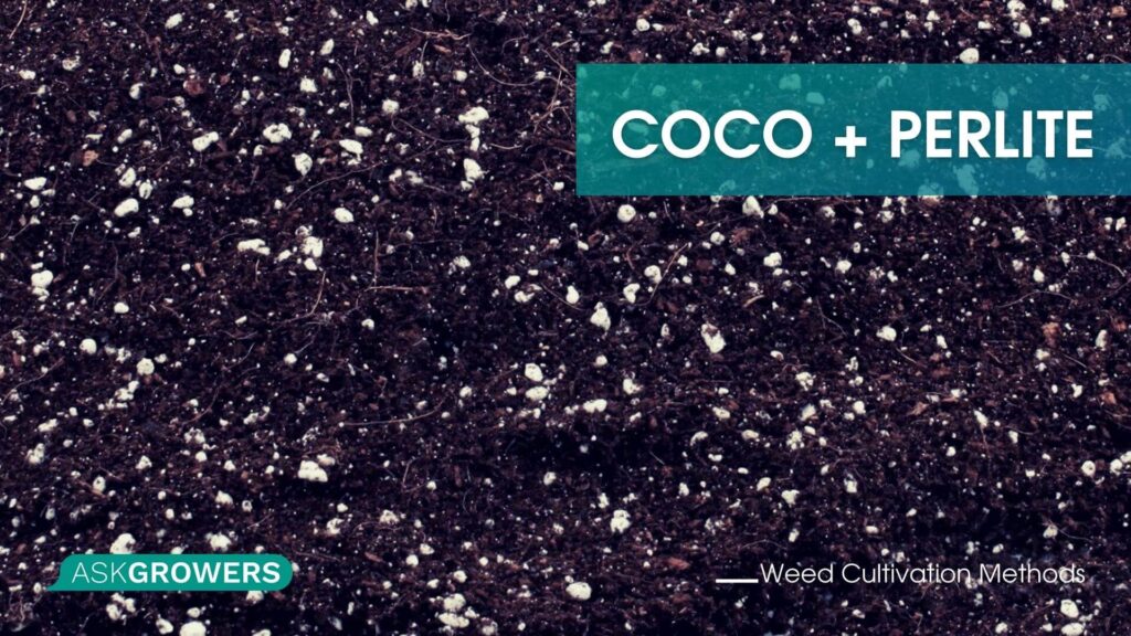 Growing Weed in Coco Plus Perlite