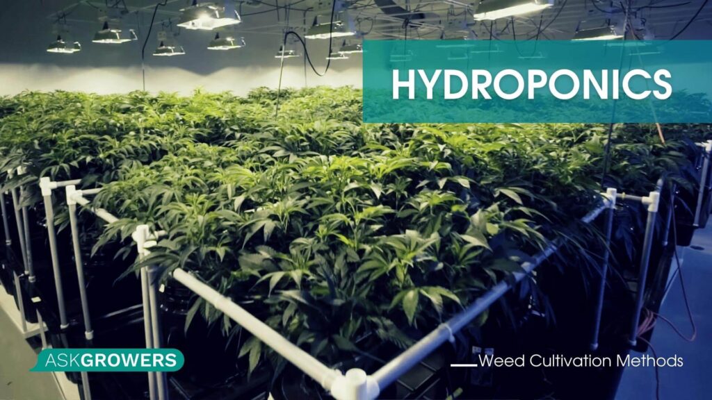 Growing Weed in Hydroponics