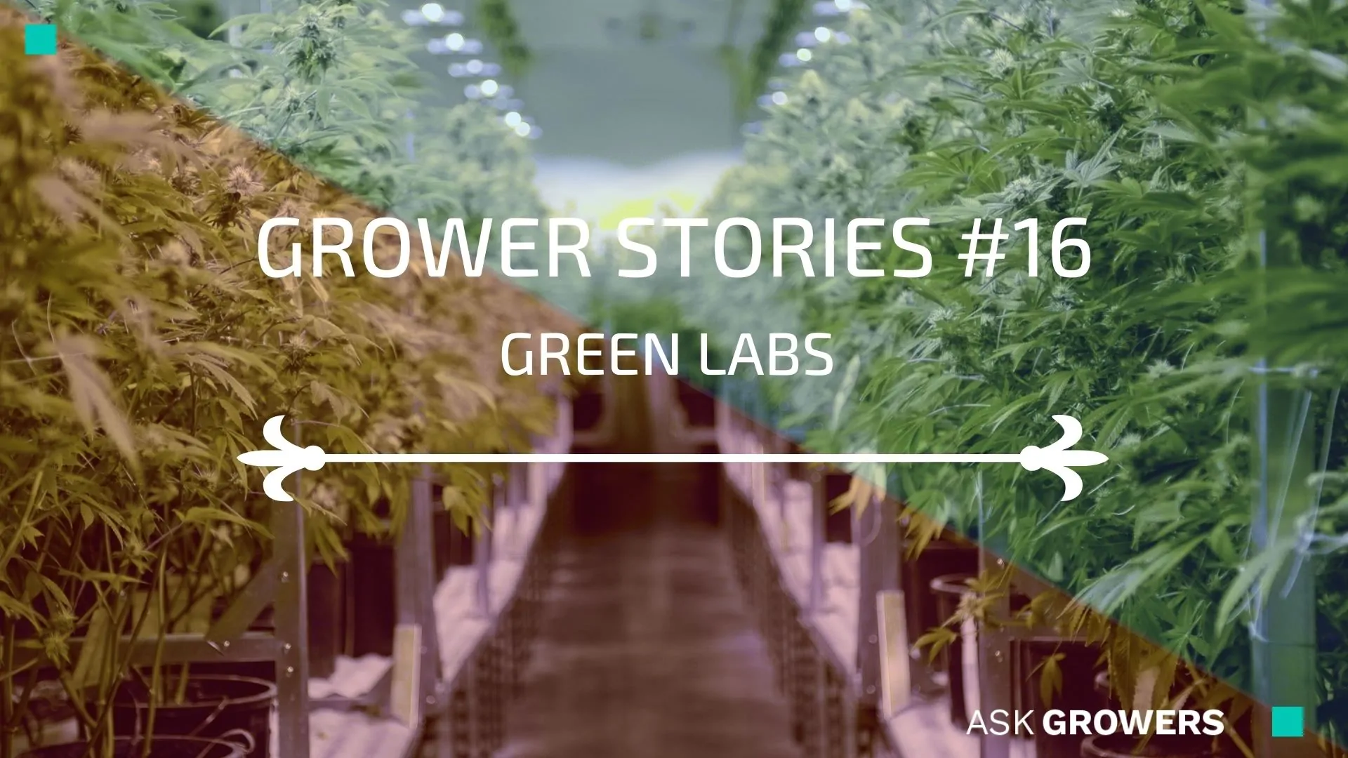 Grower Stories #16: Oliver