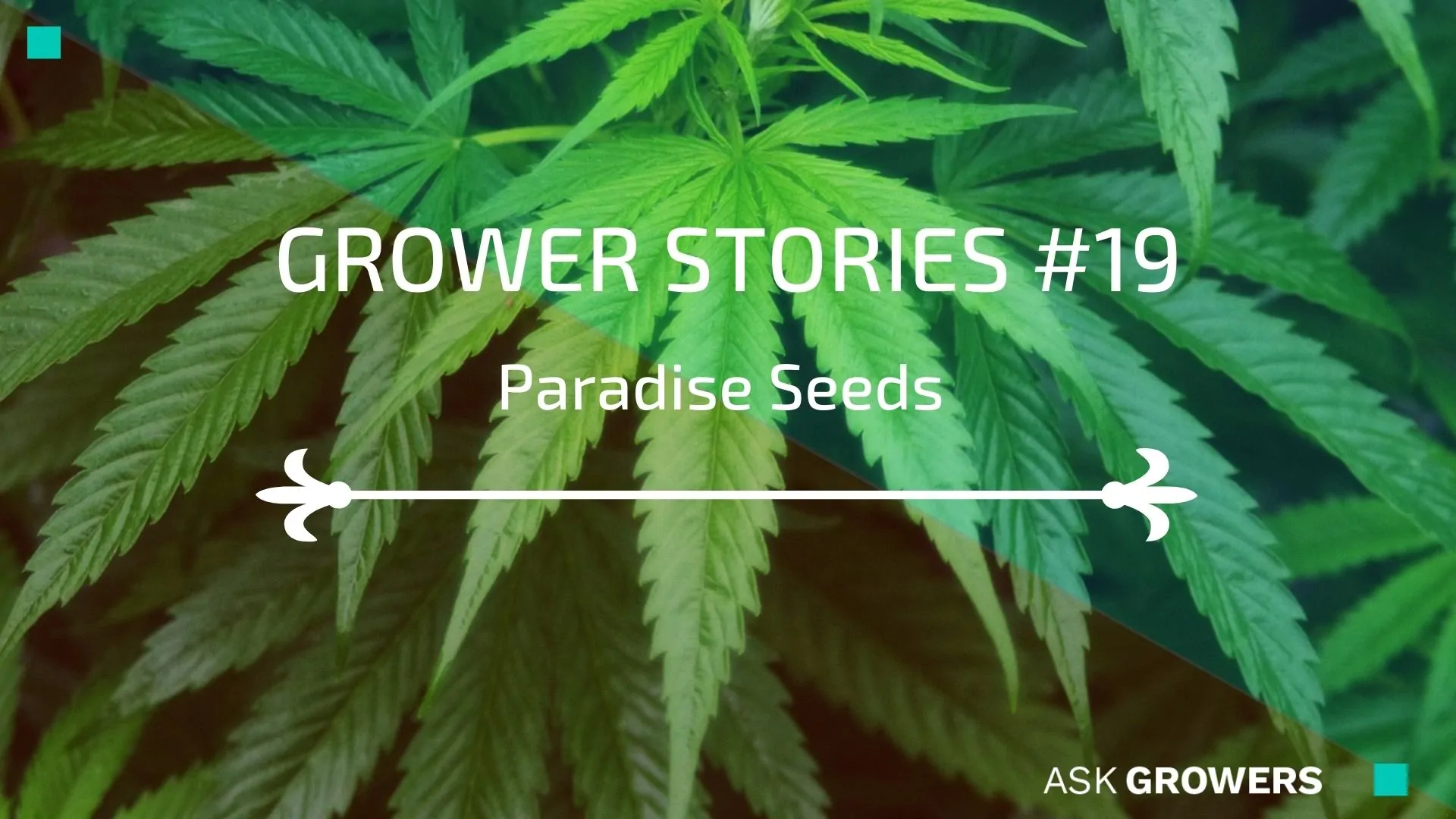 Grower Stories #19: Paradise Seeds Team
