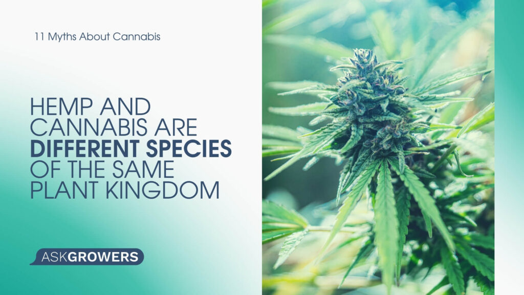 Hemp and Cannabis Are Different Species of the Same Plant Kingdom
