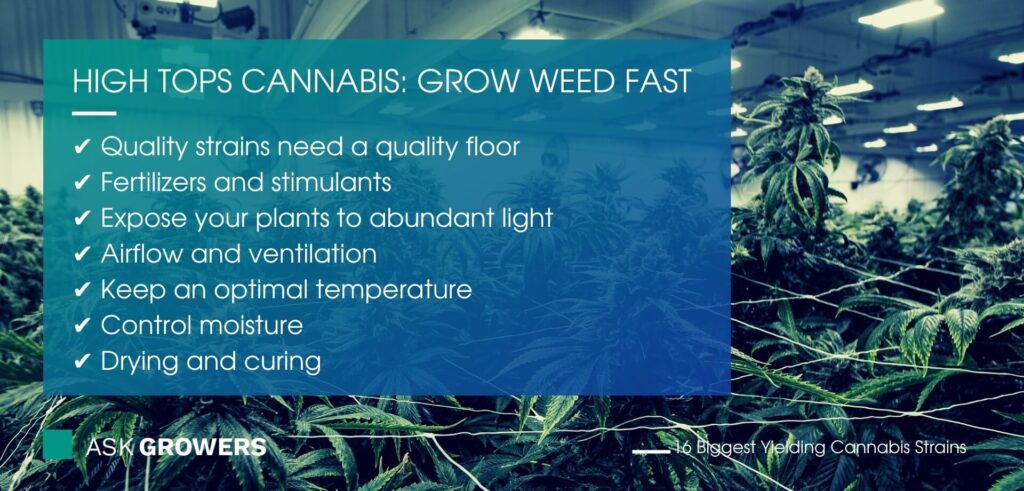 High Tops Cannabis: Grow Weed Fast