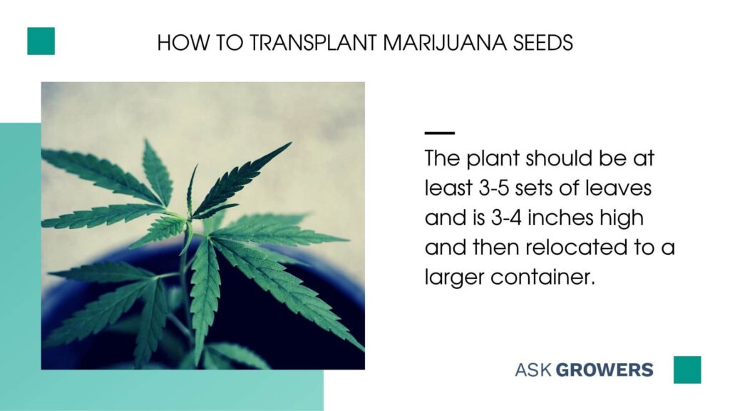 How to transplant marijuana seeds