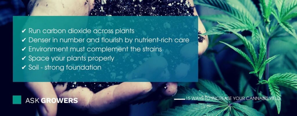 Increase Cannabis Yield: Nutrient-Rich Care and CO2