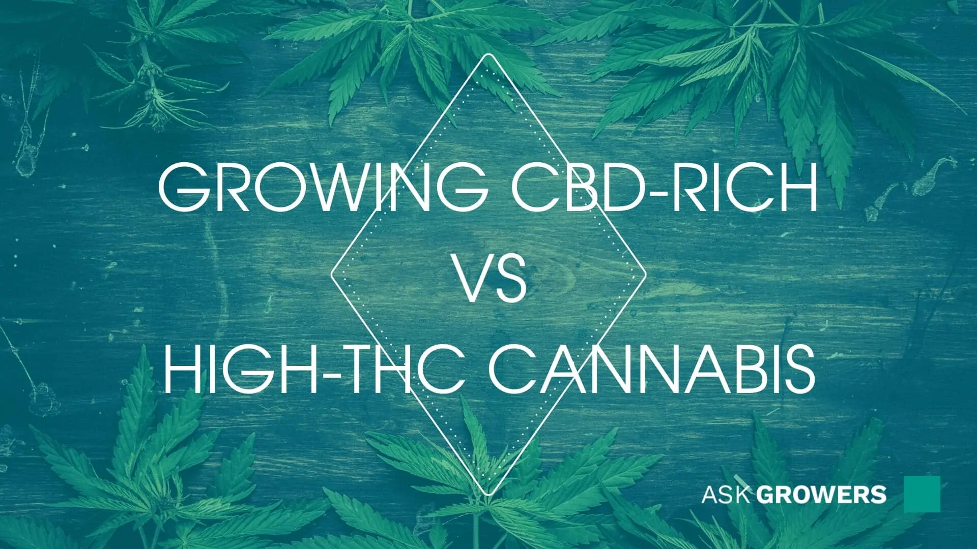Growing CBD vs THC: Unraveling the Distinctions and Optimal Cultivation Methods