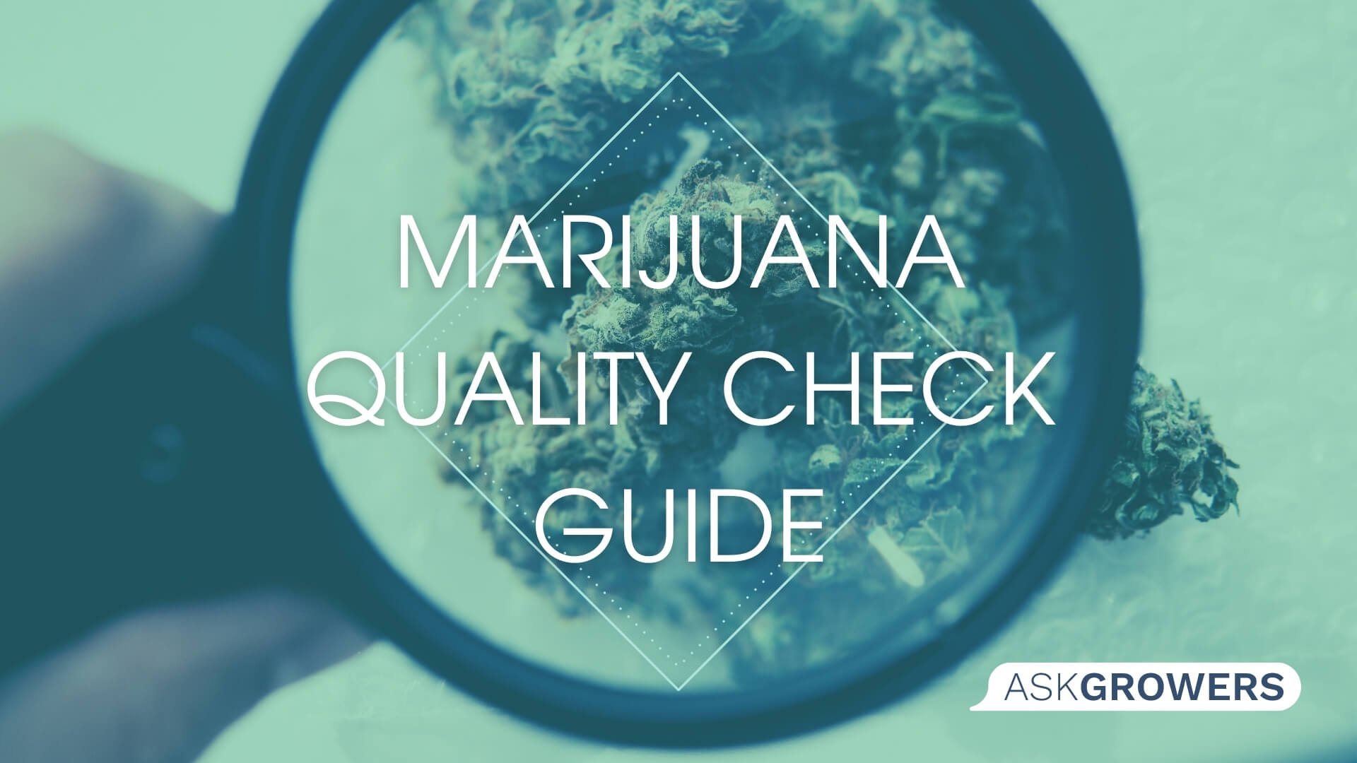 Guide to Check the Marijuana Quality