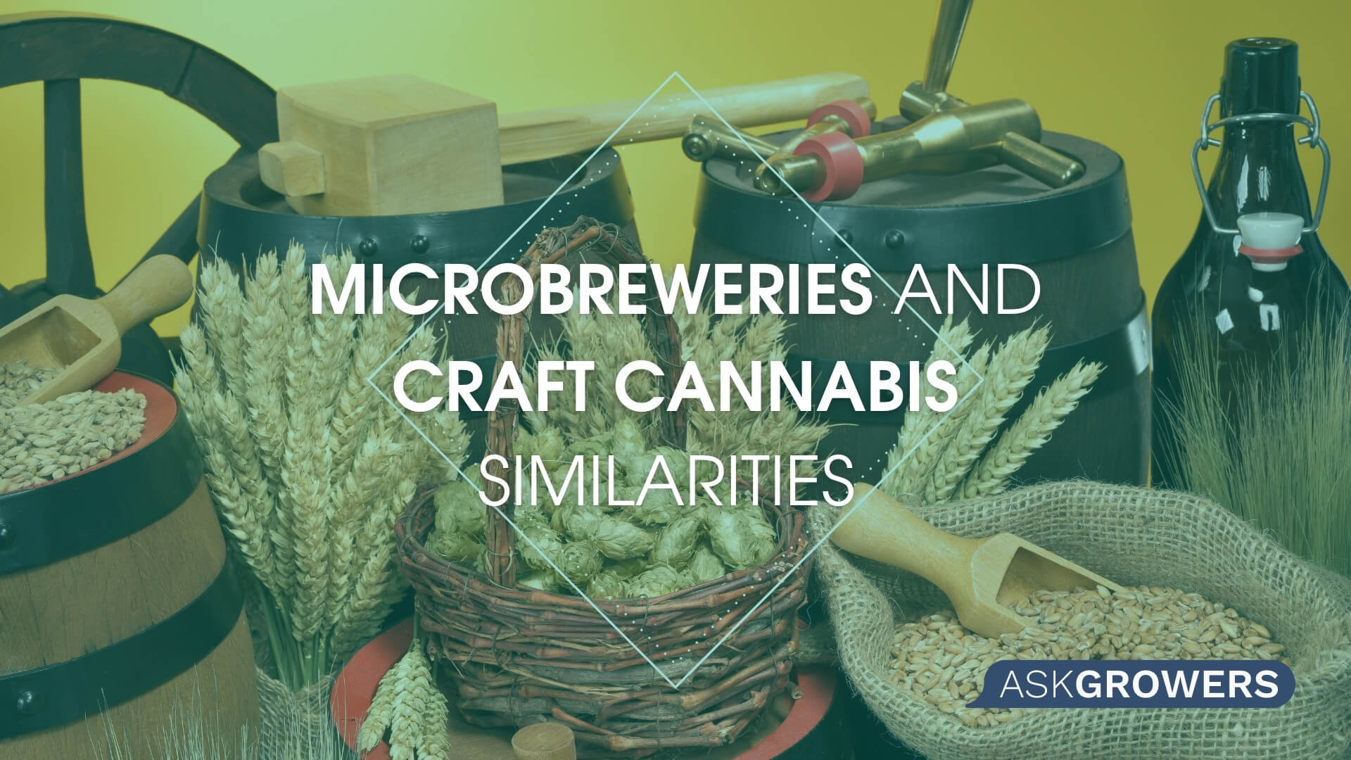 What Are the Similarities Between Microbreweries and Craft Cannabis?