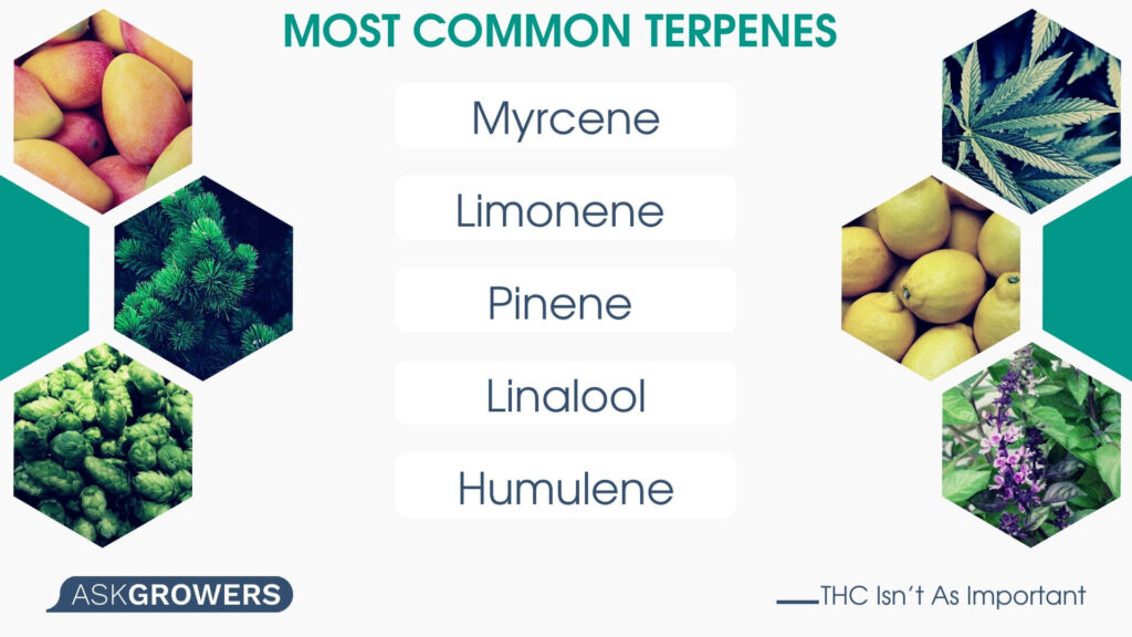 Most Common Terpenes