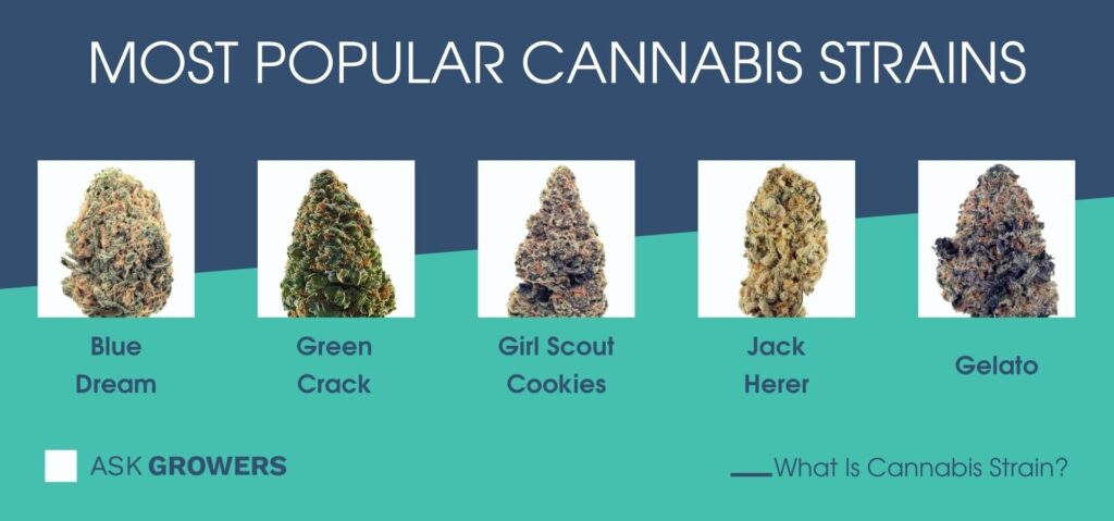 Most Popular Cannabis Strains