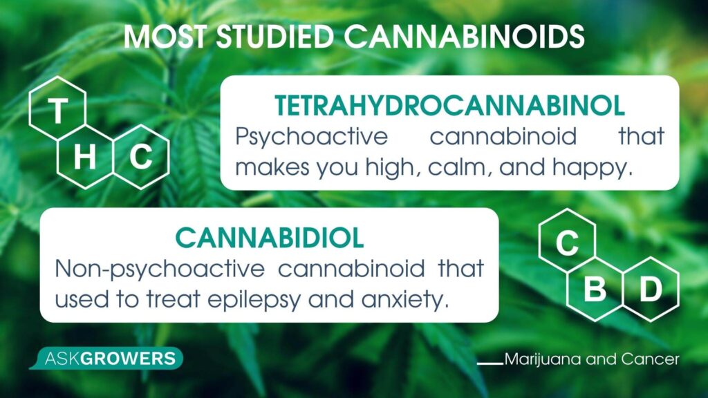 Most Studied Cannabinoids