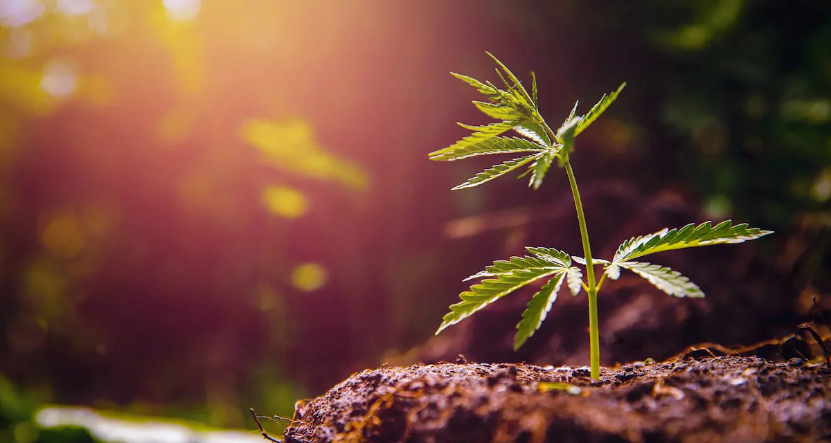 Cannabis Industry And Coronavirus: 2020 Predictions