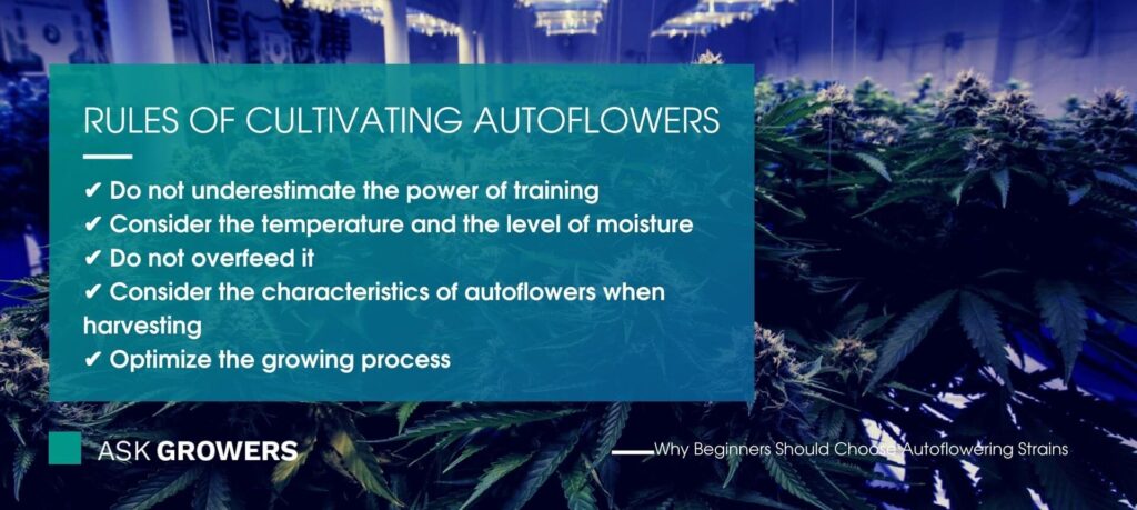 Rules Of Cultivating Autoflowers