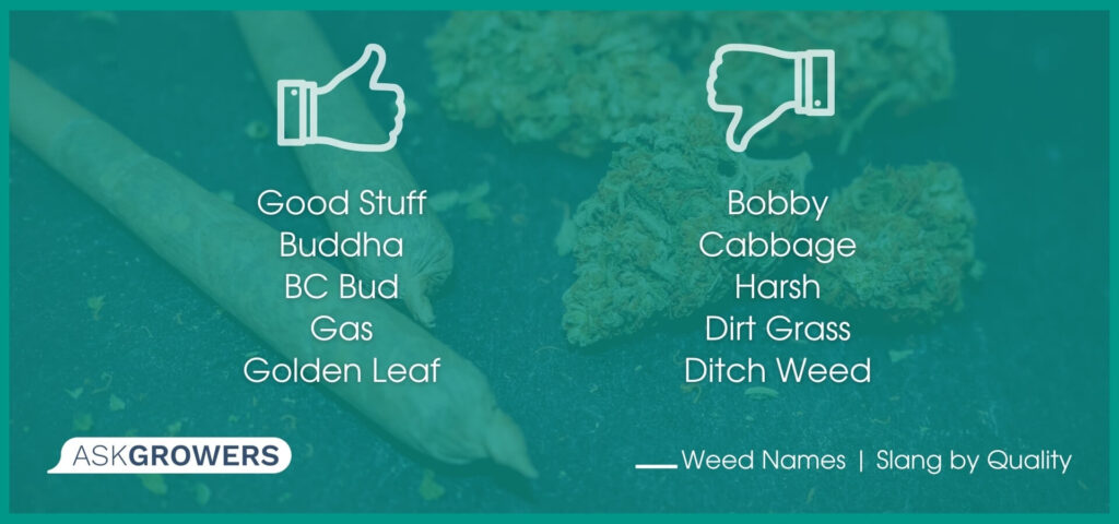 list-of-marijuana-slang-terms-the-weed-blog