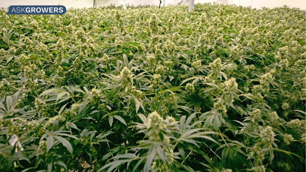 Source Cannabis plants picture