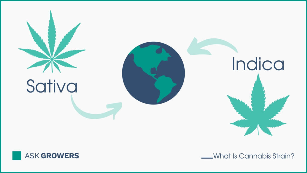 Strains Are From Different Regions