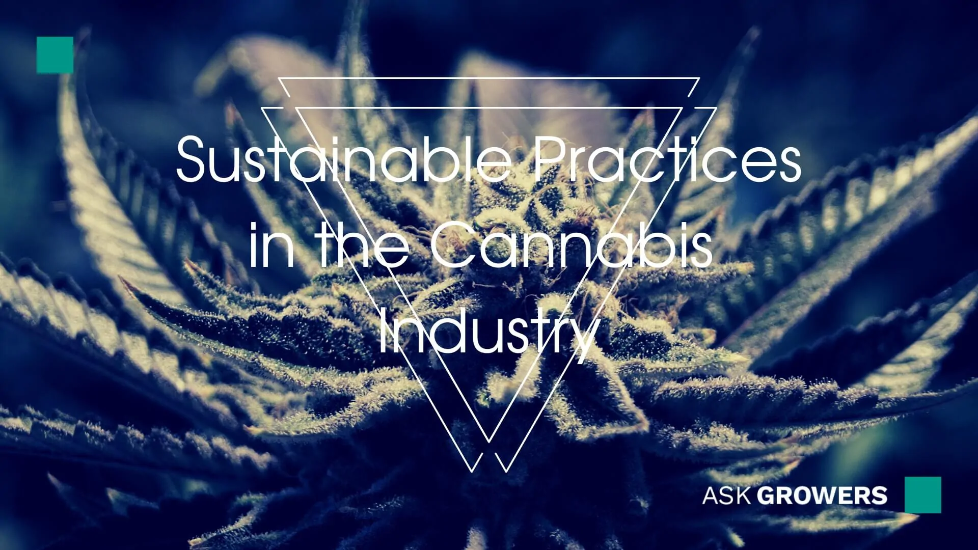 Sustainable Practices in the Cannabis Industry