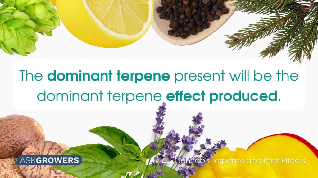 Terpenes and Effects