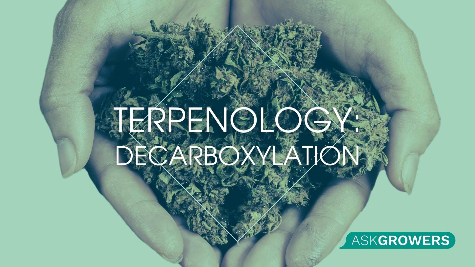 Terpenology 101, Part 3: Open Your Eyes to a New Culture of Cannabis