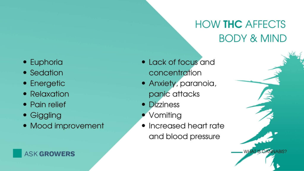 Tetrahydrocannabinol effects