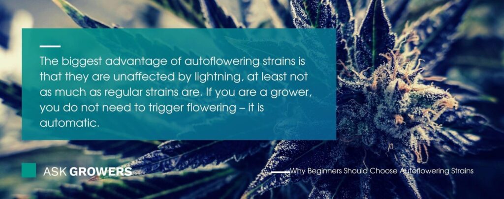 The Biggest Advantage Of Autoflowering